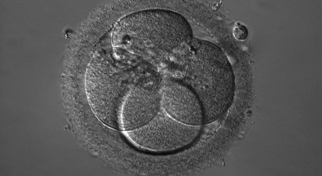 IVF Cycle: Embryo Update