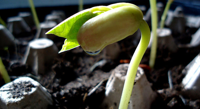 The Care, Feeding And Watering Of A Bean Sprout